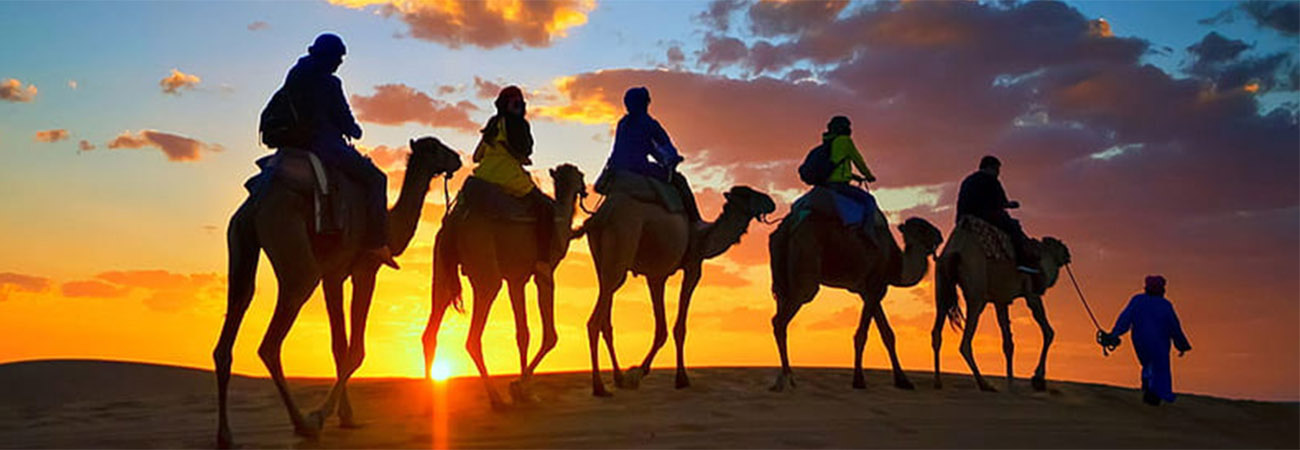 Camel Trekking In Abu Dhabi