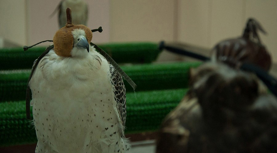 Falcon Tour Abu Dhabi