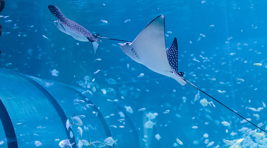 The National Aquarium Abu Dhabi